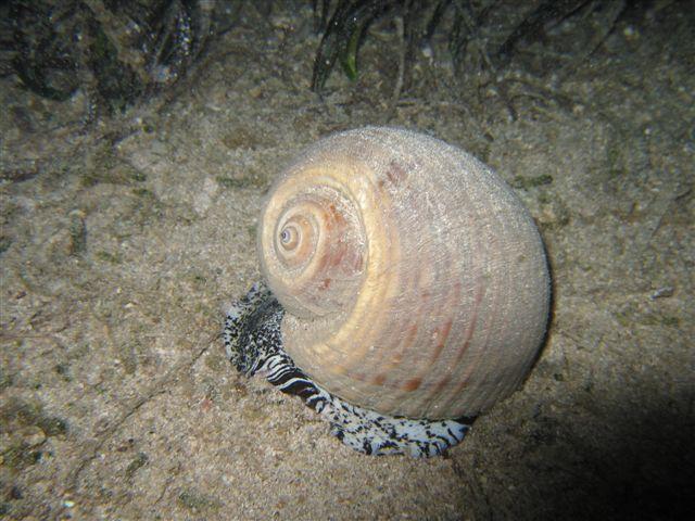 erman dive
